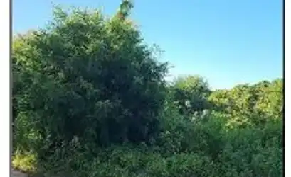 Terreno em PINDORETAMA - CE