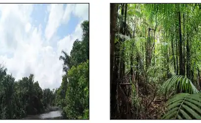 Imóvel rural em ANAJAS - PA