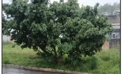 Terreno em ALTA FLORESTA - MT