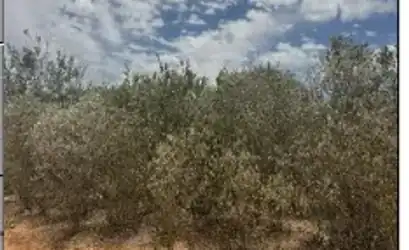 Imóvel rural em IBIMIRIM - PE